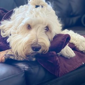 Meet your Posher, Victoria